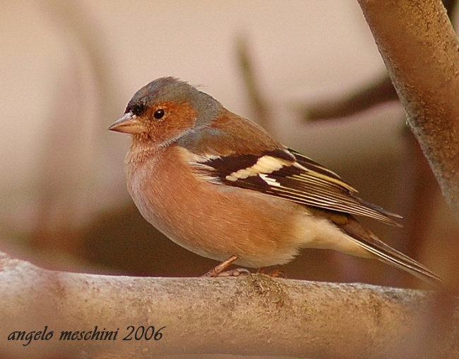 Fringuello Frinigilla coelebs